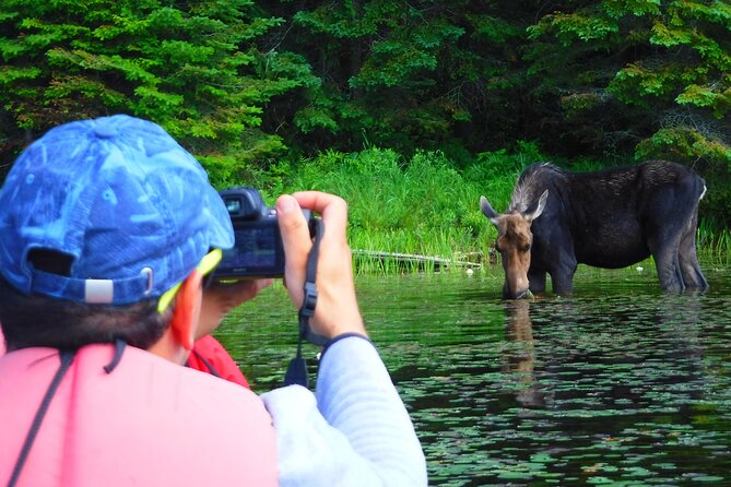 Algonquin Park Luxury 3-Day Camping & Canoeing: Moose/Beaver/Turtle Adventure - Morning Canoeing Exploration