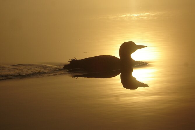 Algonquin Park Luxury 3-Day Camping & Canoeing: Moose/Beaver/Turtle Adventure - Campfire Dinner and Stargazing