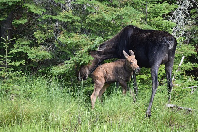 Algonquin Park Luxury 3-Day Camping & Canoeing: Moose/Beaver/Turtle Adventure - Guided Nature Hike