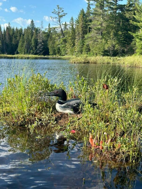Algonquin Park: Luxury 4-Day/3-night Canoe and Camping Tour - Exploring the Itinerary: What You Can Expect
