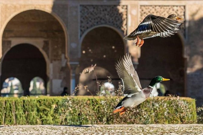Alhambra Private/Small Group Tour & Nasrid Palaces Skip the Line - Meeting Point and Additional Information
