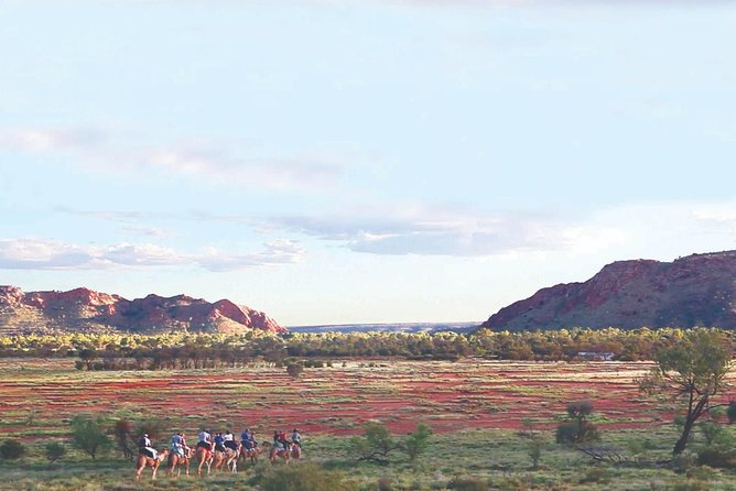 Alice Springs Camel Tour - Tour Details and Inclusions