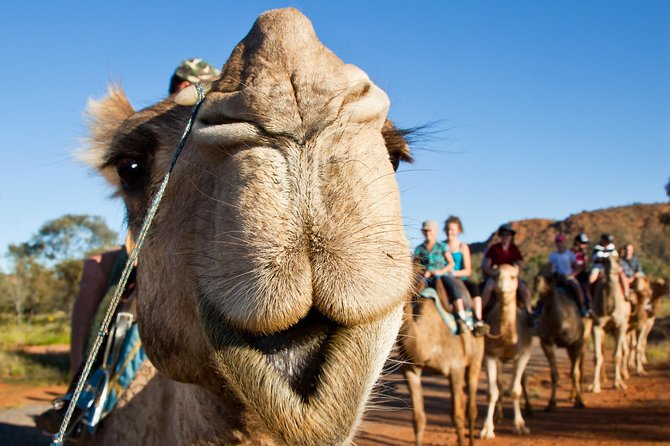 Alice Springs Camel Tour - Booking and Confirmation