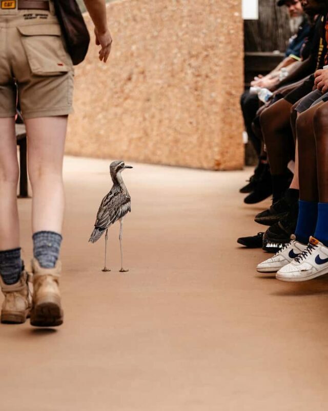Alice Springs: Desert Park Entry Ticket - FAQs