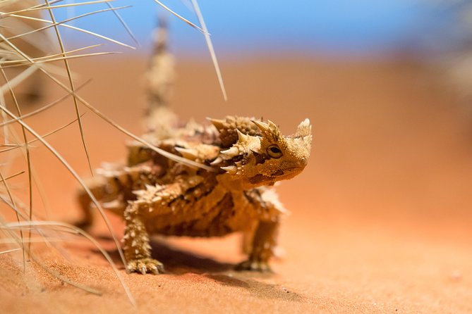 Alice Springs Desert Park General Entry Ticket - Family-Friendly Venue