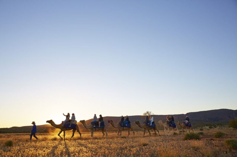 Alice Springs: Guided Outback Camel Ride - Customer Feedback
