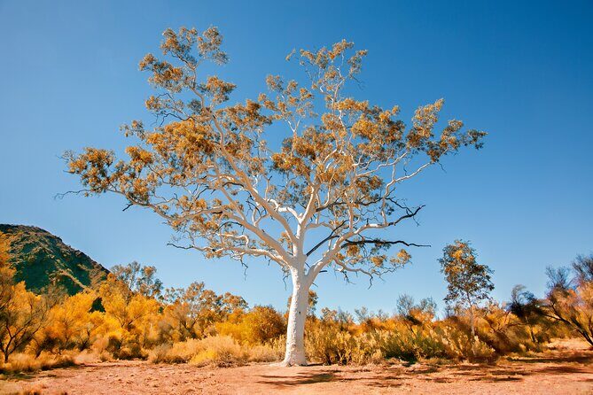 Alice Springs to Ross River Resort: A Self-Guided Outback Drive - Why This Outback Drive Stands Out