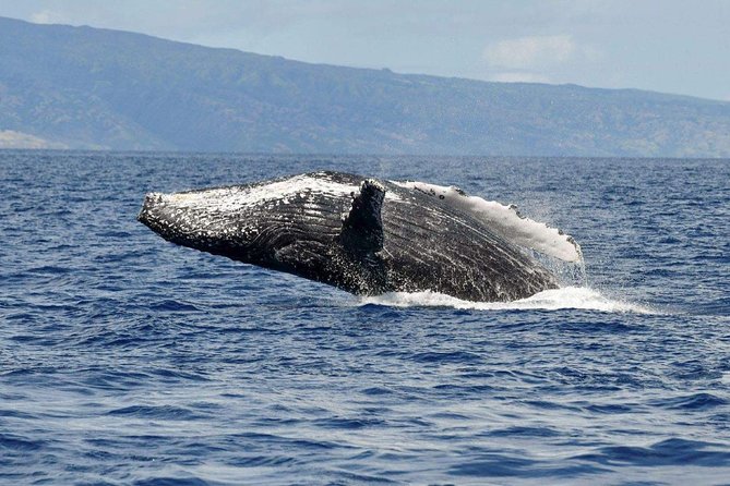 Alii VIP Whale Tour - Meeting and Pickup