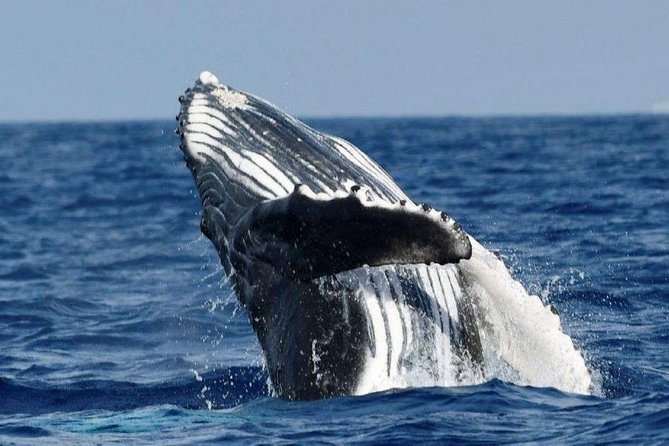 Alii VIP Whale Tour - Directions