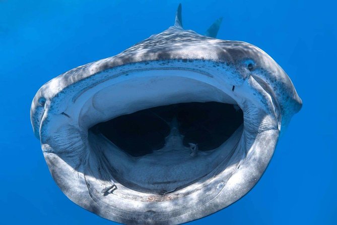 Alii VIP Whale Tour - Whale Watching Highlights