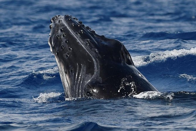 Alii VIP Whale Tour - Sights and Sounds
