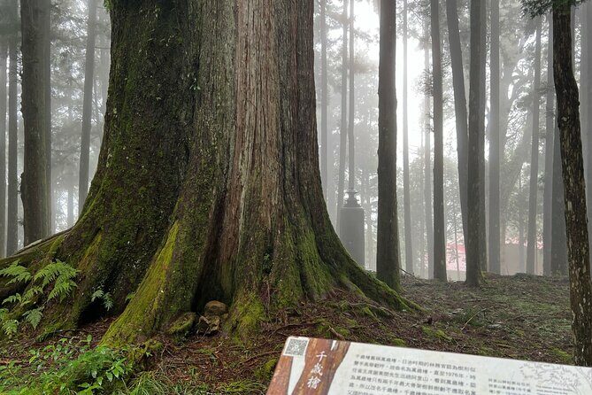 Alishan Day Tour from Chiayi (Incl. Park Entrance) - A Deep Dive into the Alishan Day Tour: What to Expect