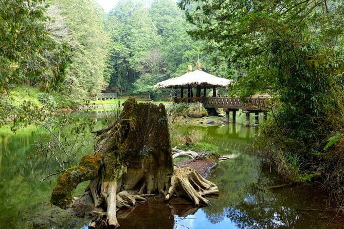 Alishan Join In Day Tour from Taichung (Incl. Park Entrance) - An In-Depth Look at the Tour Experience
