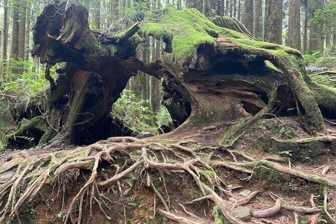 Alishan One Day Tour from Taichung - The Itinerary: What to Expect and Why It Matters