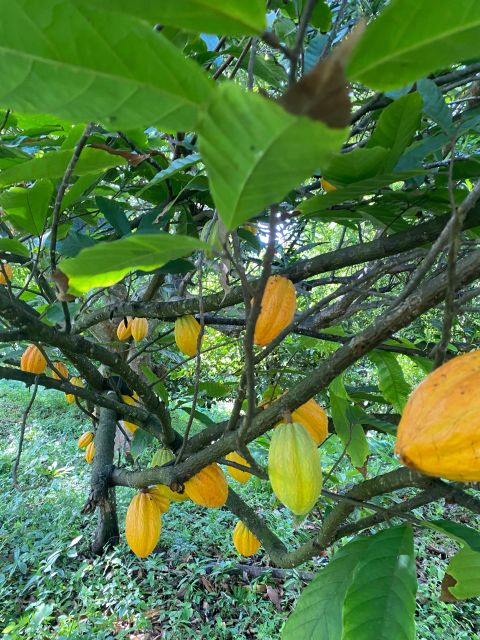 All About Grenada - Included Amenities