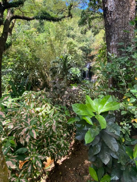 All About Grenada - Lush Rainforest Exploration