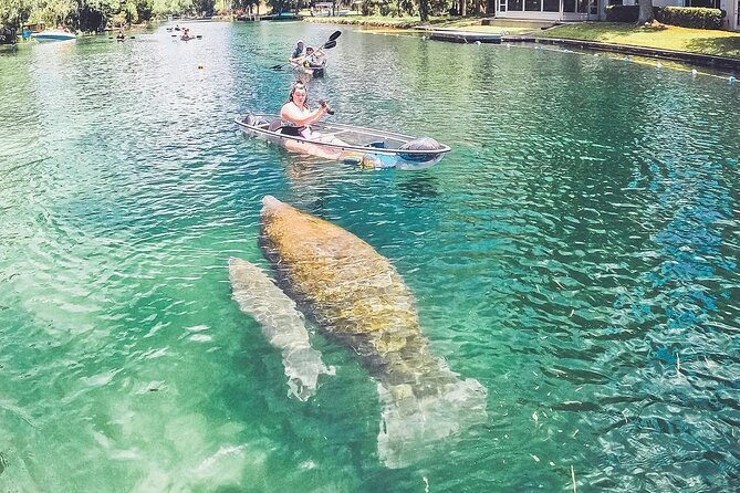 All Clear Kayak Springs & Manatees Tour Of Crystal River - Tour Accessibility