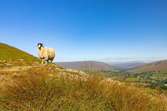 All Creatures Great & Small Tour From York - Afternoon Tea in Harrogate