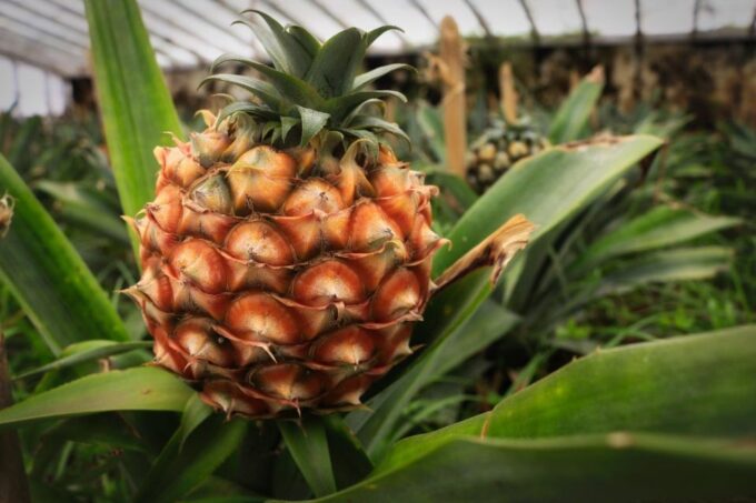 ALL CRUISES - Shore Tour Sete Cidades Green & Blue Lakes - Pineapple Production Greenhouses