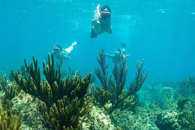 All Day Adventure With a Beach BBQ Feast From Providenciales - Traveler Feedback and Recommendations