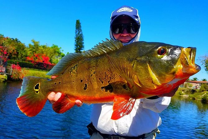 All Day Miami Peacock Bass Fishing Trip - Key Points