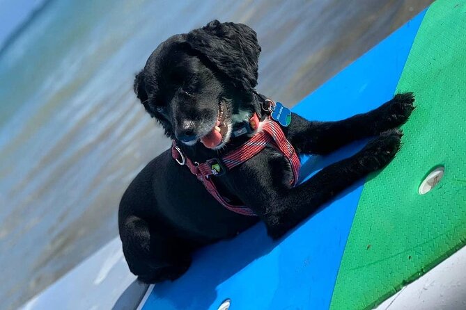 All Day PaddleBoard Rental - Capturing Memorable Moments With Souvenir Photos