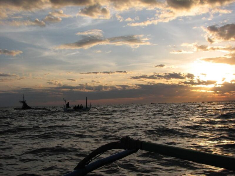 All Day Swimming With Dolphins - Key Points