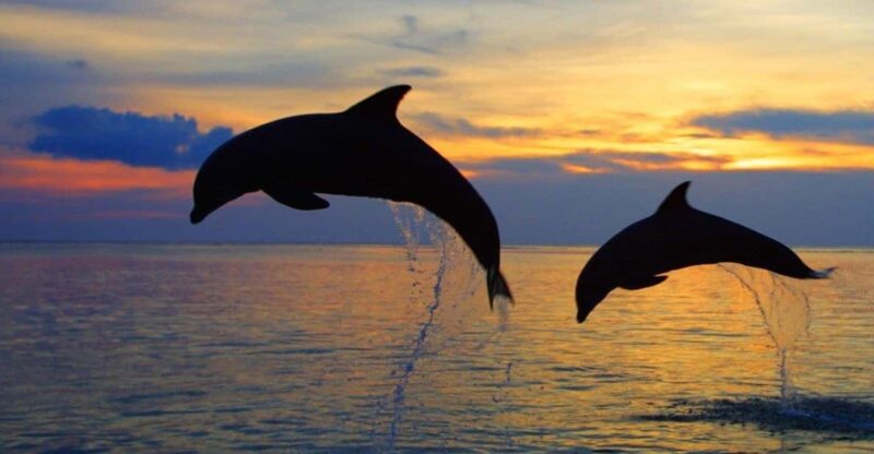 All Day Swimming With Dolphins - Experience Highlights