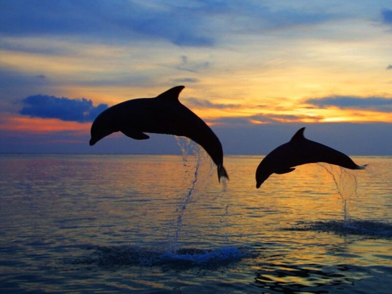 All Day Swimming With Dolphins - Suitability and Restrictions