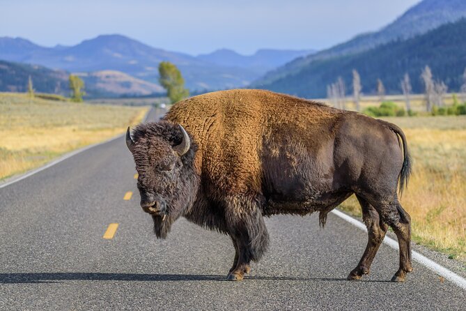 All-Day Tour of Yellowstone National Park - Key Points