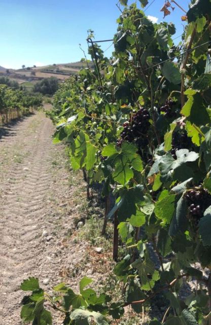 All-Day Wine Tasting Tour - Countryside Exploration