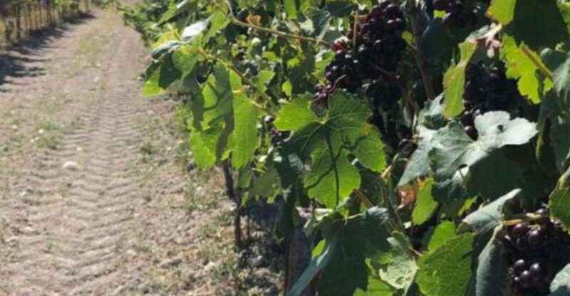 All-Day Wine Tasting Tour - Food and Wine Tastings
