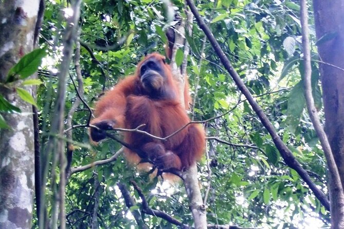 All-in 2N/3D Bukit Lawang Tour For School - Key Points