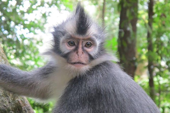 All-in 2N/3D Bukit Lawang Tour For School - Pickup Information