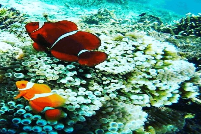 (ALL- IN) Bali Snorkeling Blue Lagoon And Tanjung Jepun - Highlights From Traveler Reviews