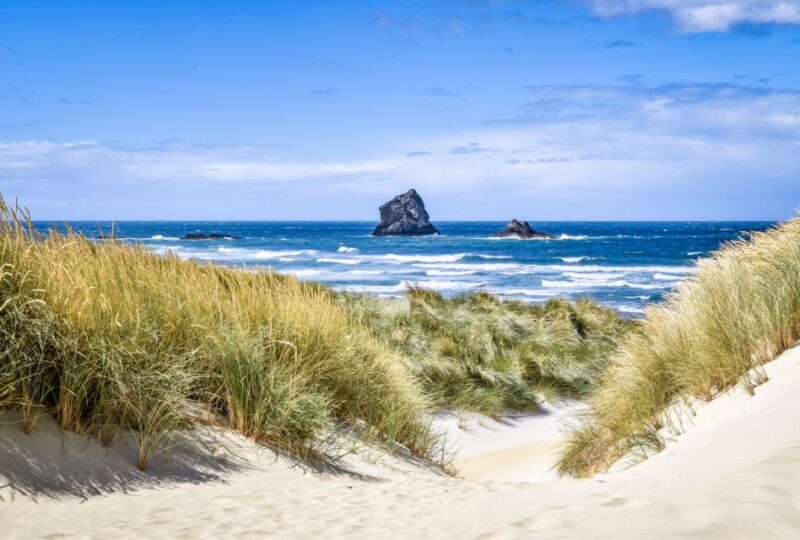 All in Dunedin - Nature & City Tour - Tour Environment and Comfort