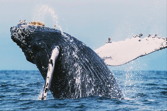 All in One Sri Lanka 7nights 8 Days for Couple Price - Pickup and Timing