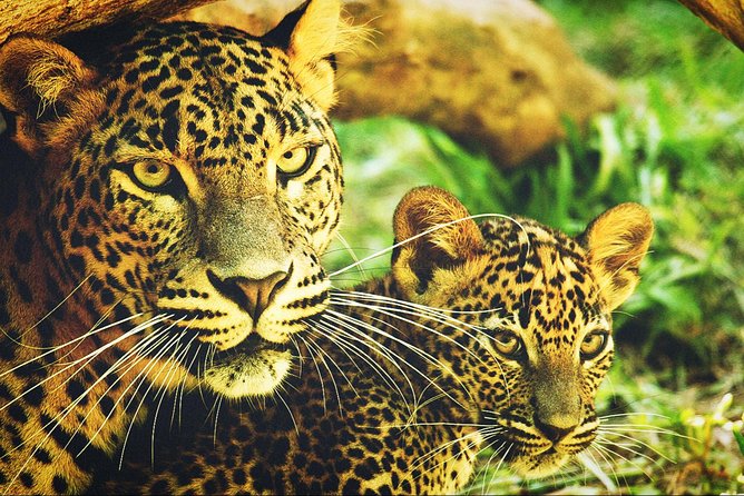 All in One Sri Lanka 7nights 8 Days for Couple Price - Itinerary and Activities