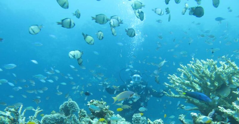 All Include Fun Dive At Menjangan Island - Marine Life Sightings