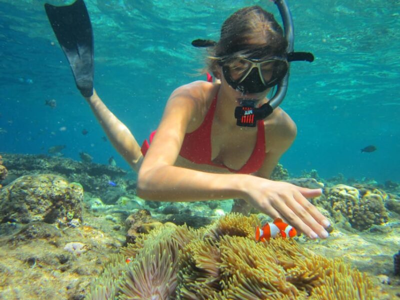All Include Snorkeling at Menjangan Island - Key Points