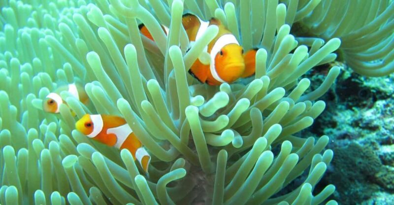 All Include Snorkeling at Menjangan Island - Experience Highlights