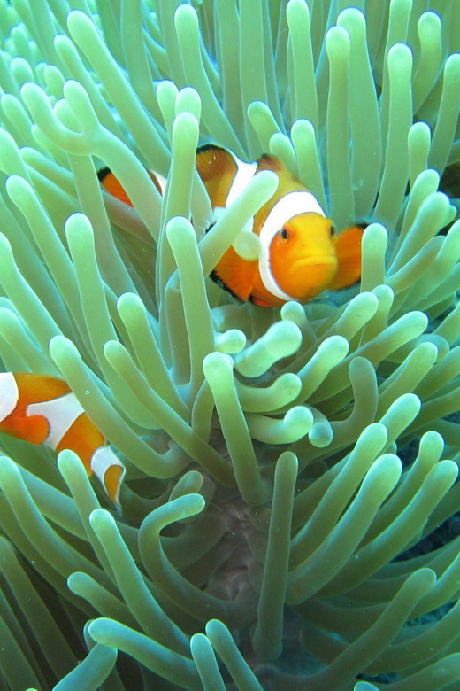 All Include Snorkeling Menjangan Island - Key Points