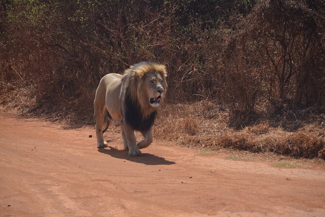 All Inclusive 2 Day Kruger Safari From Nelspruit - Guest Reviews and Ratings
