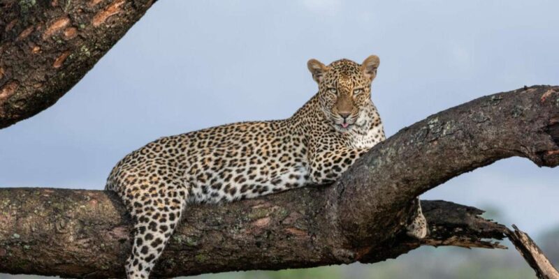 All Inclusive 3 Day Kruger Safari From Nelspruit - Transportation and Accessibility