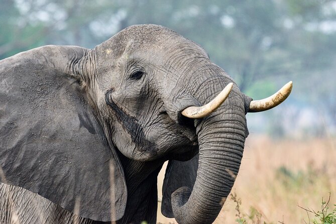 All Inclusive 3-Day Murchison Falls National Park Safari - Key Points