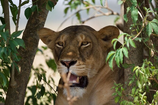 All Inclusive 3-Day Murchison Falls National Park Safari - Health and Safety Guidelines