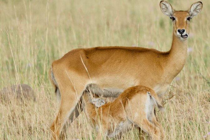 All Inclusive 3-Day Murchison Falls National Park Safari - Traveler Reviews and Experiences
