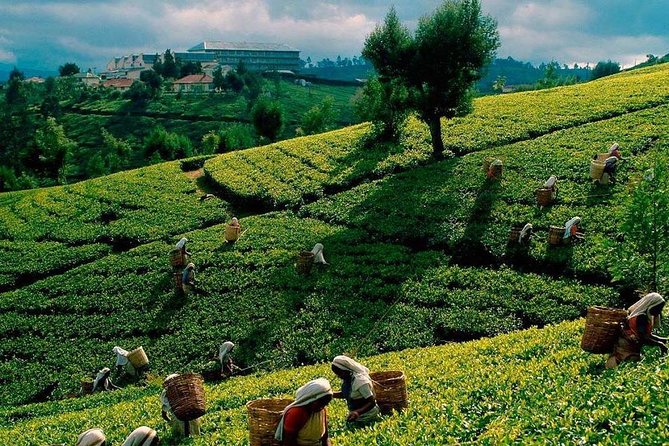 All Inclusive 4-Day Tour to Kandy,Nuwara Eliya,Sigiri Dambulla&Polonnaruwa - Additional Information