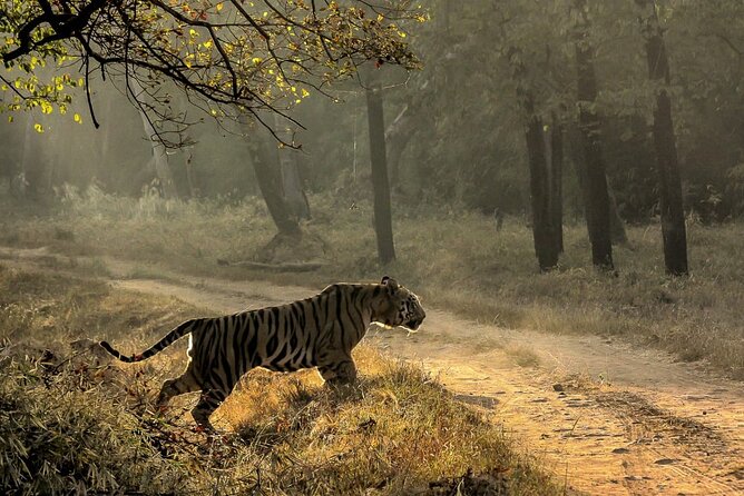 All Inclusive 5 Nights 6 Days Adventure in Central India for the Elusive Tiger - Key Points