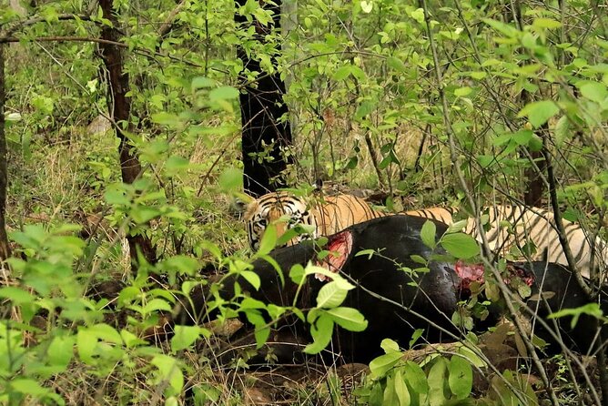 All Inclusive 5 Nights 6 Days Adventure in Central India for the Elusive Tiger - Pickup Information